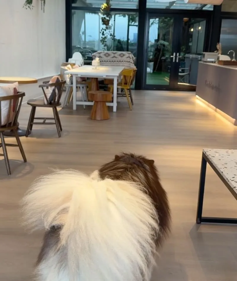 寗夏看海.壹館|大型犬入住宜蘭看海館,一層一戶動線與規範重點整理 6 寗夏看海.壹館(寵物友善民宿)