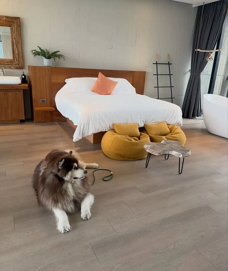 寗夏看海.壹館|大型犬入住宜蘭看海館,一層一戶動線與規範重點整理 7 寗夏看海.壹館(寵物友善民宿)