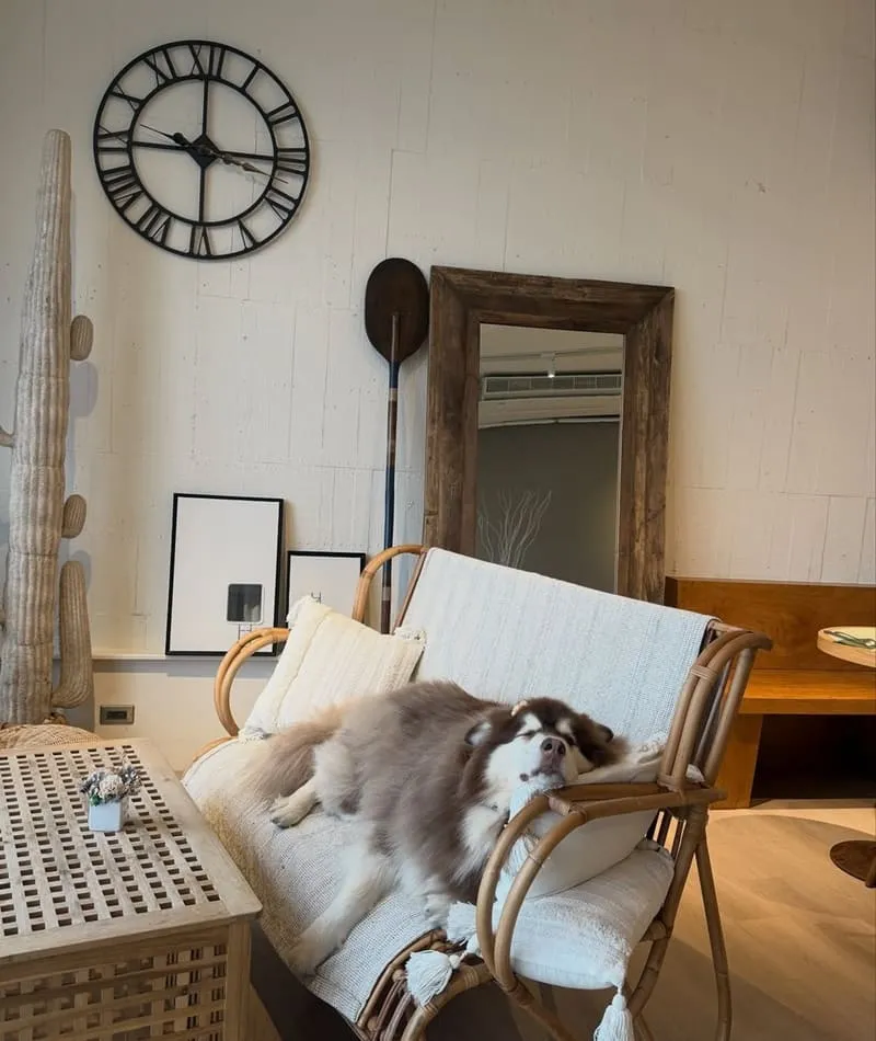 寗夏看海.壹館|大型犬入住宜蘭看海館,一層一戶動線與規範重點整理 8 寗夏看海.壹館(寵物友善民宿)