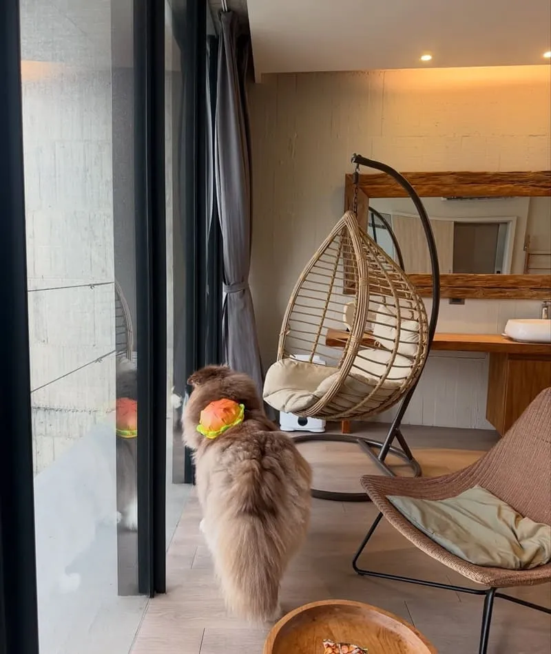 寗夏看海.壹館|大型犬入住宜蘭看海館,一層一戶動線與規範重點整理 9 寗夏看海.壹館(寵物友善民宿)