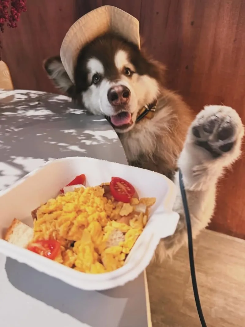 LOST and Found 內湖店|大型犬也能同行,內湖寵物友善咖啡廳的療癒午後 6 lost04