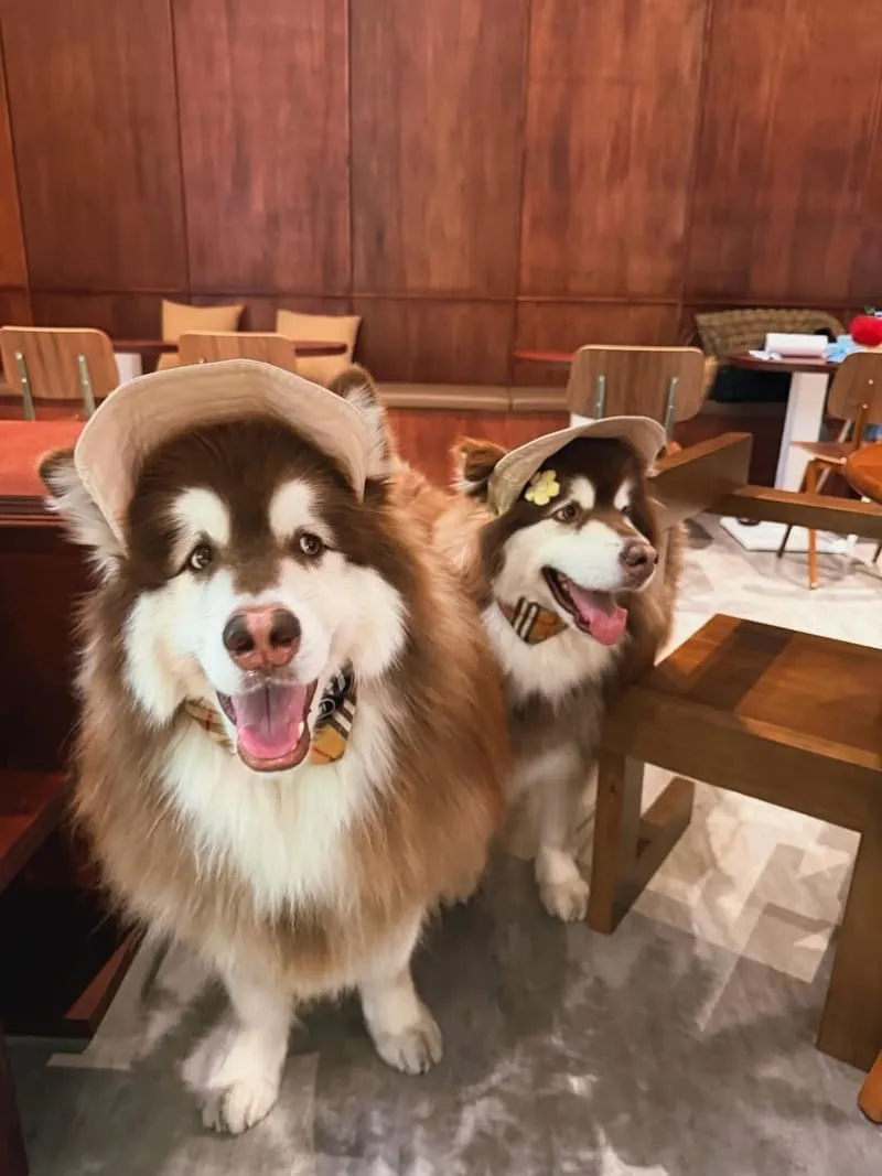 LOST and Found 內湖店|大型犬也能同行,內湖寵物友善咖啡廳的療癒午後 8 lost06