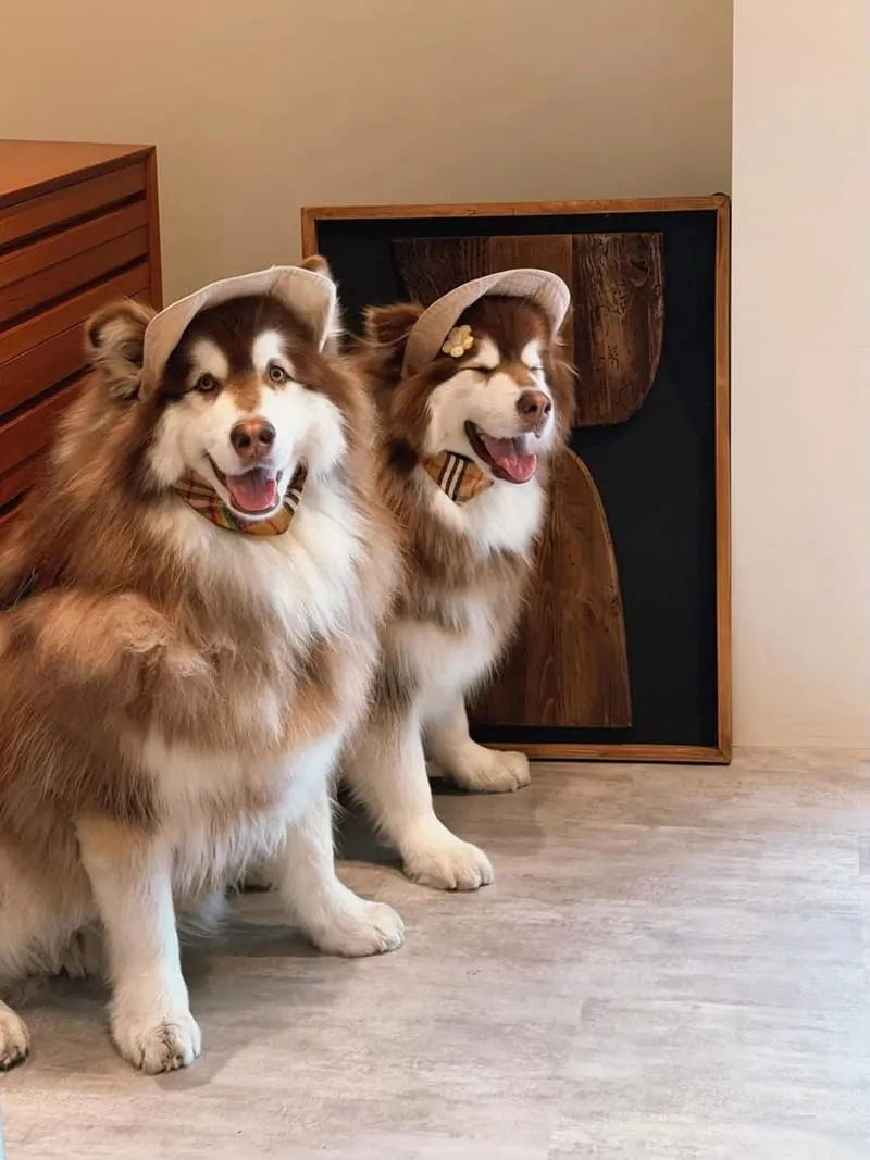 LOST and Found 內湖店|大型犬也能同行,內湖寵物友善咖啡廳的療癒午後 13 lost11
