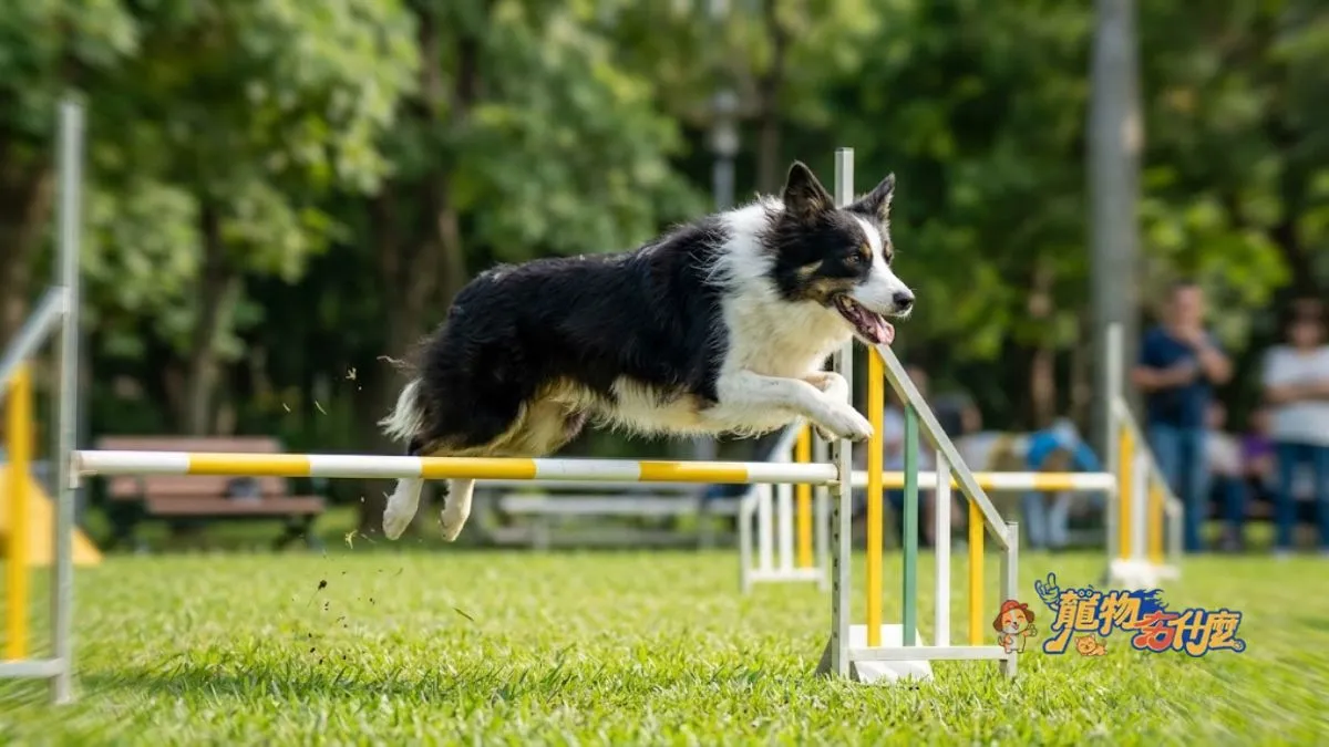 邊境牧羊犬好養嗎?2026新手飼養全攻略:優缺點與智商解析 4 邊境牧羊犬公園進行敏捷障礙跳躍