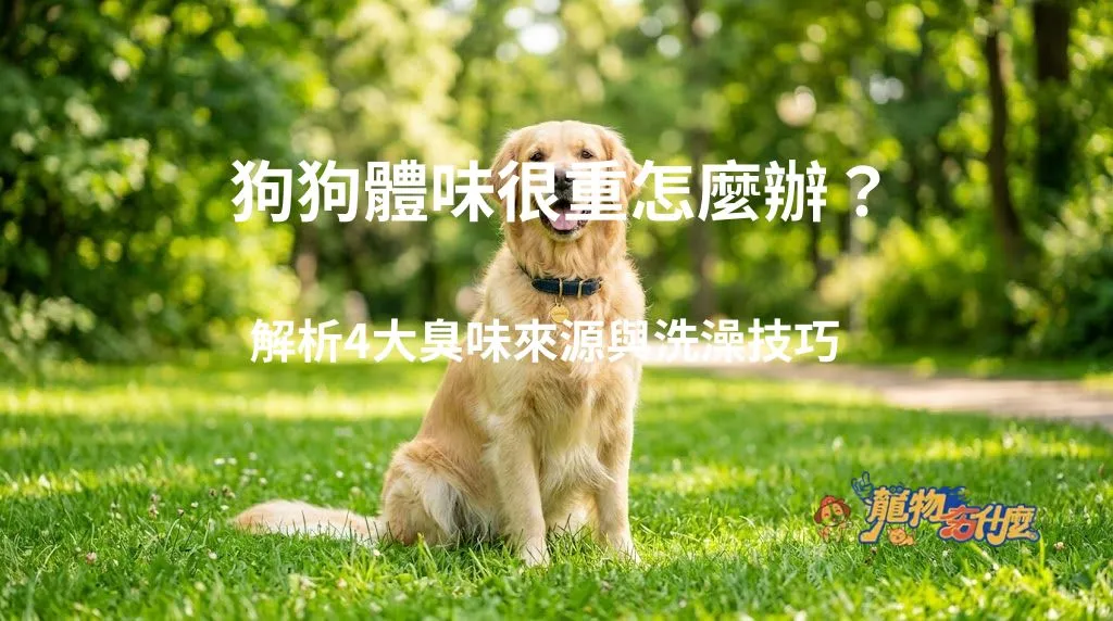 散發清新氣息的乾淨黃金獵犬。