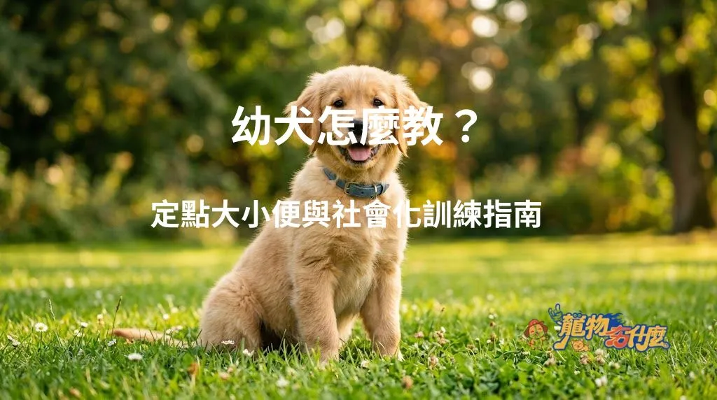陽光下專注學習的黃金獵犬幼犬。