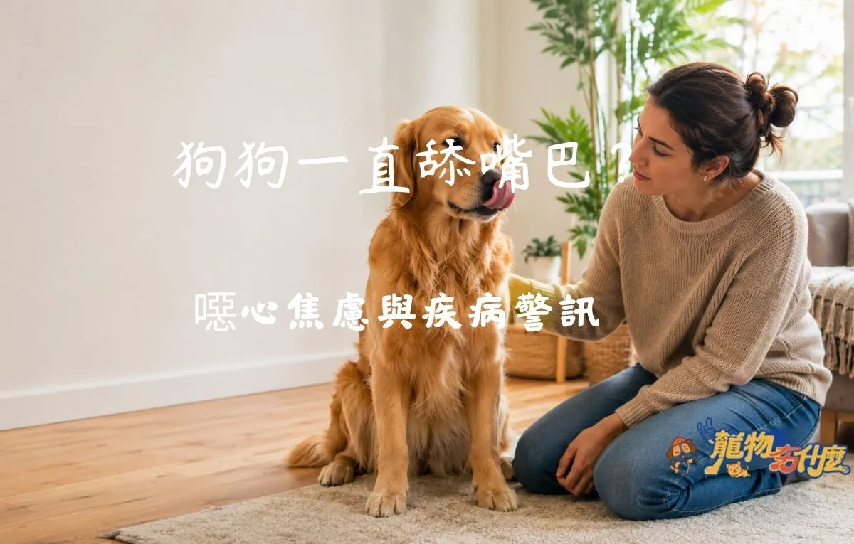 黃金獵犬舔嘴時接受主人觀察