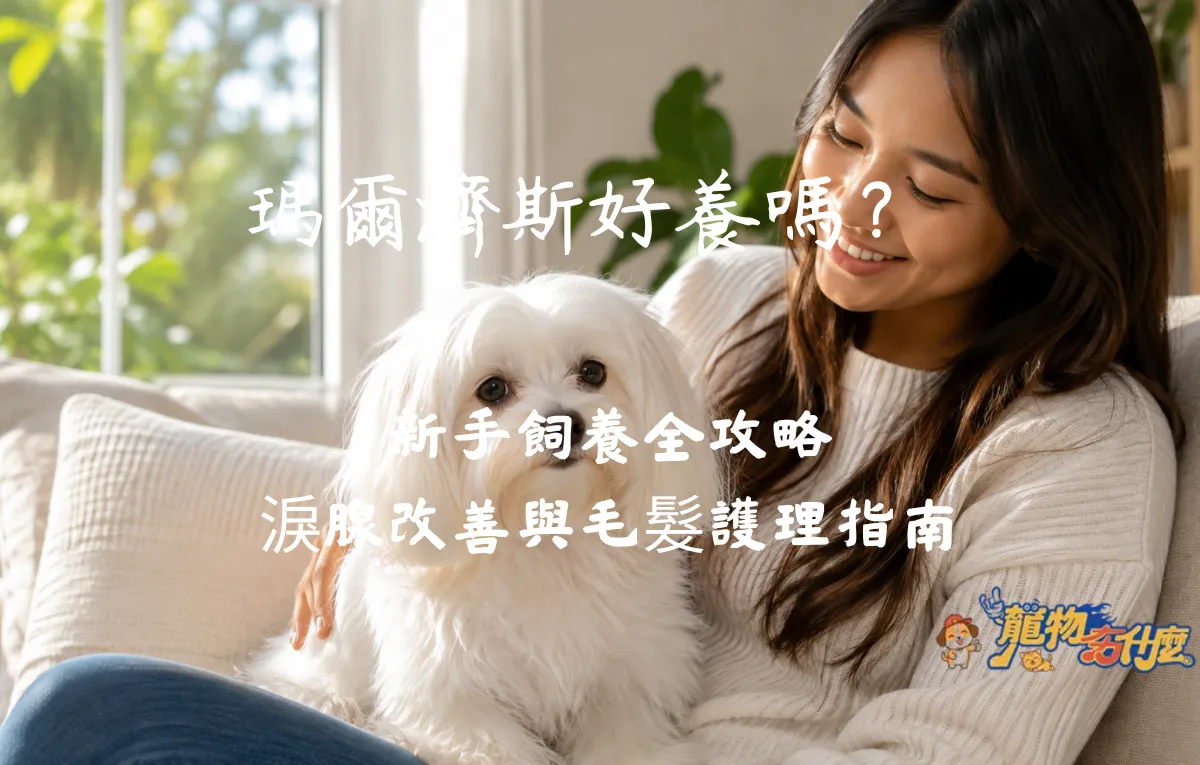飼主與馬爾濟斯的照護互動